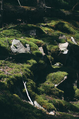 moss grows on the ground in the forest