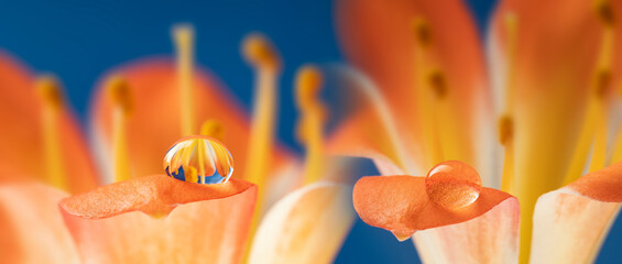 Poster - flower and rain drops - macro photography