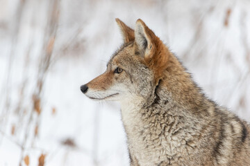 Wall Mural - Extreme closeup profile portrait of Coyote in winter