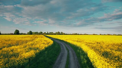 Wall Mural - 4K Flight Aerial Elevated Top View Of Spring Season Agricultural Landscape With Flowering Blooming Rapeseed, Oilseed In Field. Blossom Of Canola Yellow Flowers. Beautiful Rural Country Road At Sunset.