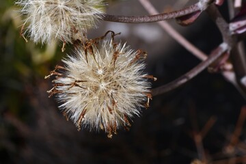 Canvas Print - Leopard plant Fluff and seeds. Asteraceae evegreen perennial plants. It grows on rocks near the coast and blooms yellow flowers in early winter. The petioles are edible and medicinal. 