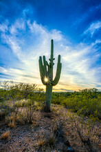 Saguaro Cactus At Sunset In Arizona Desert