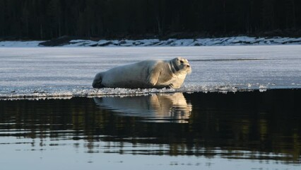 Wall Mural - Seal resting on an ice floe in sunset light. The bearded seal, also called the square flipper seal. Scientific name: Erignathus barbatus. Natural habitat.  White sea, Russia.