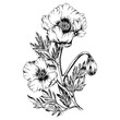 hand drawn illustration of anemone flowers in engraved style, isolated on white background