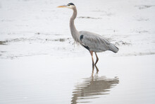 Tall Slender Bird With Stilt Legs And Sharp Pointy Beak Wades Along A Shallow Coastal Mud Flat Blue Heron With Gray Feather Plumage And Markings