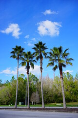 Canvas Print - Beautiful palm tree in winter of Florida	