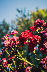 Wall Mural - flowers in the garden