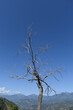 Single tree without any leaf under blue sky