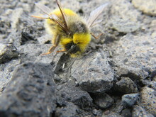 Bee On Rock 