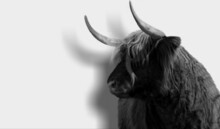 Big Horn Highland Cattle Isolated On The White Background