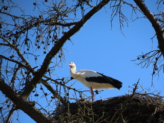 Wall Mural - Stork in nest high on top of leafless larch tree in early spring in the biggest white stork 'Ciconia ciconia' colony in the Baltic states - Matisi, Latvia 