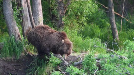 Wall Mural - Brown bear fishing sockeye salmon at a river. Kamchatka brown bear, scientific name: Ursus Arctos Piscator. Natural habitat. Sunset light. Kamchatka, Russia