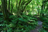 Fototapeta Krajobraz - a fascinating dense forest with path and sunlight