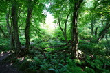 Fototapeta Krajobraz - a lively spring forest with fern and mossy rocks