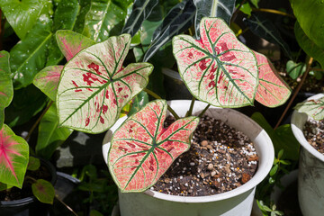 Pattern of bon leaves Caladium Strawberry Star is beautiful and unique. It is popular