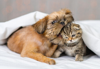  A small kitten and a puppy lying next to each other under a white blanket and hugging on a bed at home against the backdrop of lanterns. Brussels Griffon puppy bites on the ear of a Scottish kitten