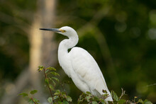 Great White Egret Perched On A Tree Limb Above A Storm Drain, Hunting Fish That Pass Through The Tunnel In The Shallow Freshwater Stream, Picking Them Off Easily 