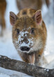 Portrait baby wild pig in forest with snow. Wild boar, Sus scrofa, in wintery day. Wildlife scene from nature