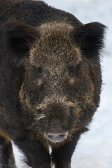 Wall Mural - wild pig portrait with snow. young wild boar, sus scrofa, in wintery forest