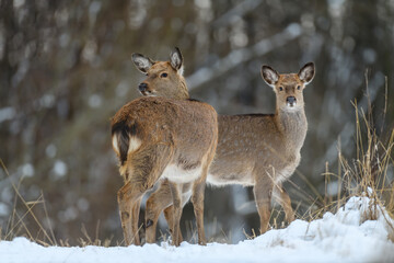 Fototapete - Two female deer in the winter forest. Animal in natural habitat
