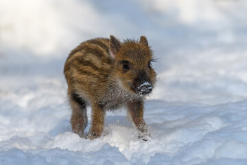 Wall Mural - baby wild pig in forest with snow. wild boar, sus scrofa, in wintery day. wildlife scene from nature