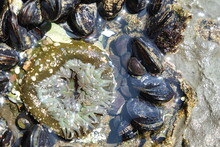 Mussels And Sea Anemone, Santa Cruz