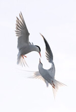 Showdown In Flight. Common Terns Interacting In Flight. Adult Common Terns In Flight  In Sunset Light Isolated On The White Background. Scientific Name: Sterna Hirundo.
