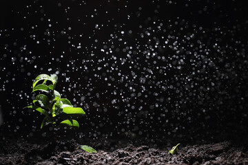 Wall Mural - Green sprout on the ground. Spring concept. Seedlings in the ground. Updating nature is an idea. Hands plant a sprout in the ground.