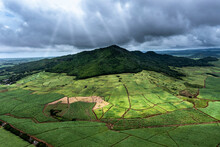 Mauritius, Grand Port District, Helicopter View Of African Sugar Cane Fields