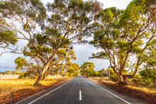 Australia, South Australia, Trees Along Empty Highway