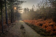 A misty winter morning in the New Forest. A footpath leads down through the trees into the distance and sunlight streams through the trees lighting the bracken to bring out its vibrant colour
