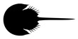silhouette of an animal horseshoe crab