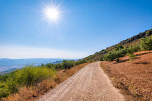 Empty Dirt Road By Olive Trees On Sunny Day In Andalucia, Spain, Europe