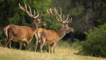 Two Red Deer, Cervus Elaphus, With Velvet Covered Antlers Looking On Meadow. Pair Of Stags Observing On Field Form Side In Summer. Male Mammals Standing On Dry Grassland.