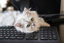 Closeup View Of White Persian Chinchilla Cat Lying Over Black Computer Keyboard
