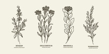 Set Of Hand Drawn Hyssop, Helichrysum, Rhodiola, Wormwood