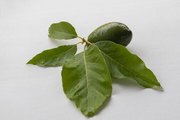 Sticker - White background . Avocado plant and avocado fruit