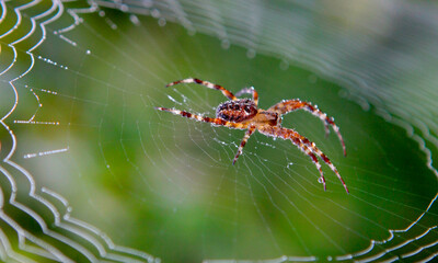 spider on the web