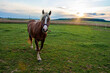 Pferd auf der Weide vor Sonnenuntergang