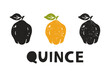 Quince, silhouette icons set with lettering. Imitation of stamp, print with scuffs. Simple black shape and color vector illustration. Hand drawn isolated elements on white background