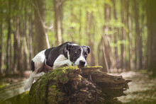 Dog Portrait In The Woodland, Warsaw, Poland. Cute Large Doggy Laying On A Large Mossy Tree Trunk In A Forest. Selective Focus On The Details, Blurred Background.