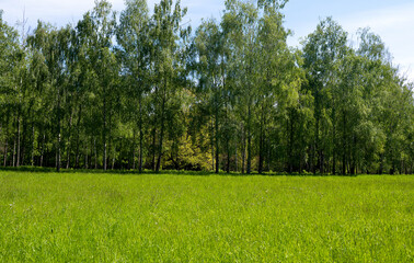 Poster - beautiful scenery in spring in the park