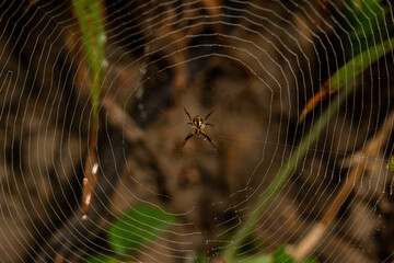 beautiful web weaved by a spider