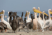 Pink Pelicans With Chicks On The Shore Of Lake Manich-Gudilo In Kalmykia, Russia