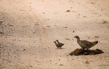 Sandgrouse mother with two fledglings 