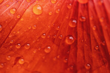 Dew Drops On A Poppy Petal Close-up