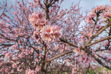 Blooming Tree With Pink Flowers In Grassy Valley