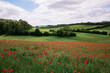 © Image Source RF - Poppy field and green hills