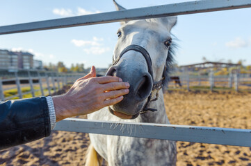 A hand stroking a gray horse head - Close up portrait of a horse - Tenderness and caring for animals concept. Lifestyle animal and people friendship Travel concept