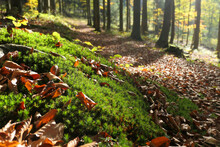 Sunny Autumn Forest